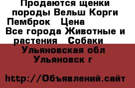 Продаются щенки породы Вельш Корги Пемброк › Цена ­ 40 000 - Все города Животные и растения » Собаки   . Ульяновская обл.,Ульяновск г.